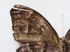 Taygetis uncinata