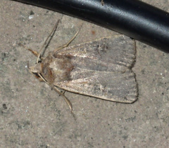 Xestia xanthographa