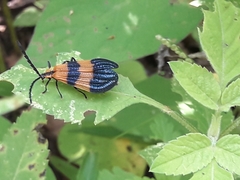 Calopteron terminale