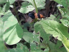 Calopteron terminale