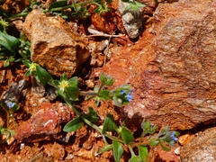 Omphalolappula concava