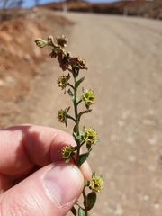 Omphalolappula concava