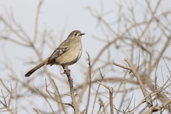 Drymodes brunneopygia