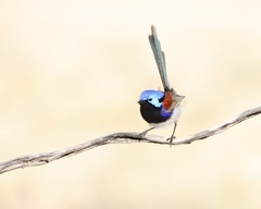 Purple-Backed Fairywren photo 2