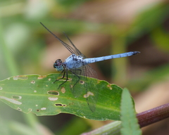 Chalcostephia flavifrons