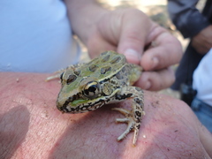 Lithobates spectabilis