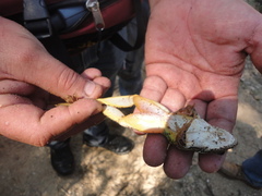Lithobates spectabilis