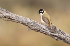 Melithreptus gularis
