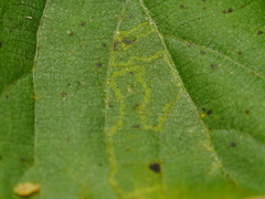 Stigmella tiliae