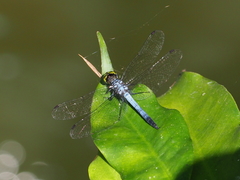 Chalybeothemis chini