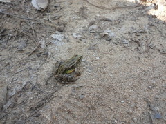 Lithobates spectabilis