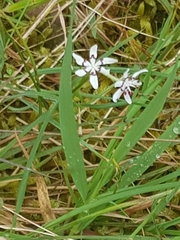 Wurmbea dioica