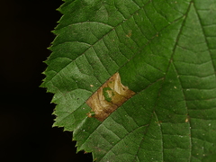 Phyllonorycter nicellii