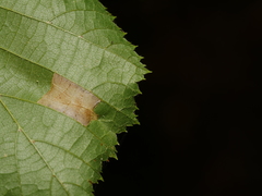 Phyllonorycter nicellii