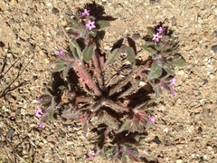 Collomia diversifolia