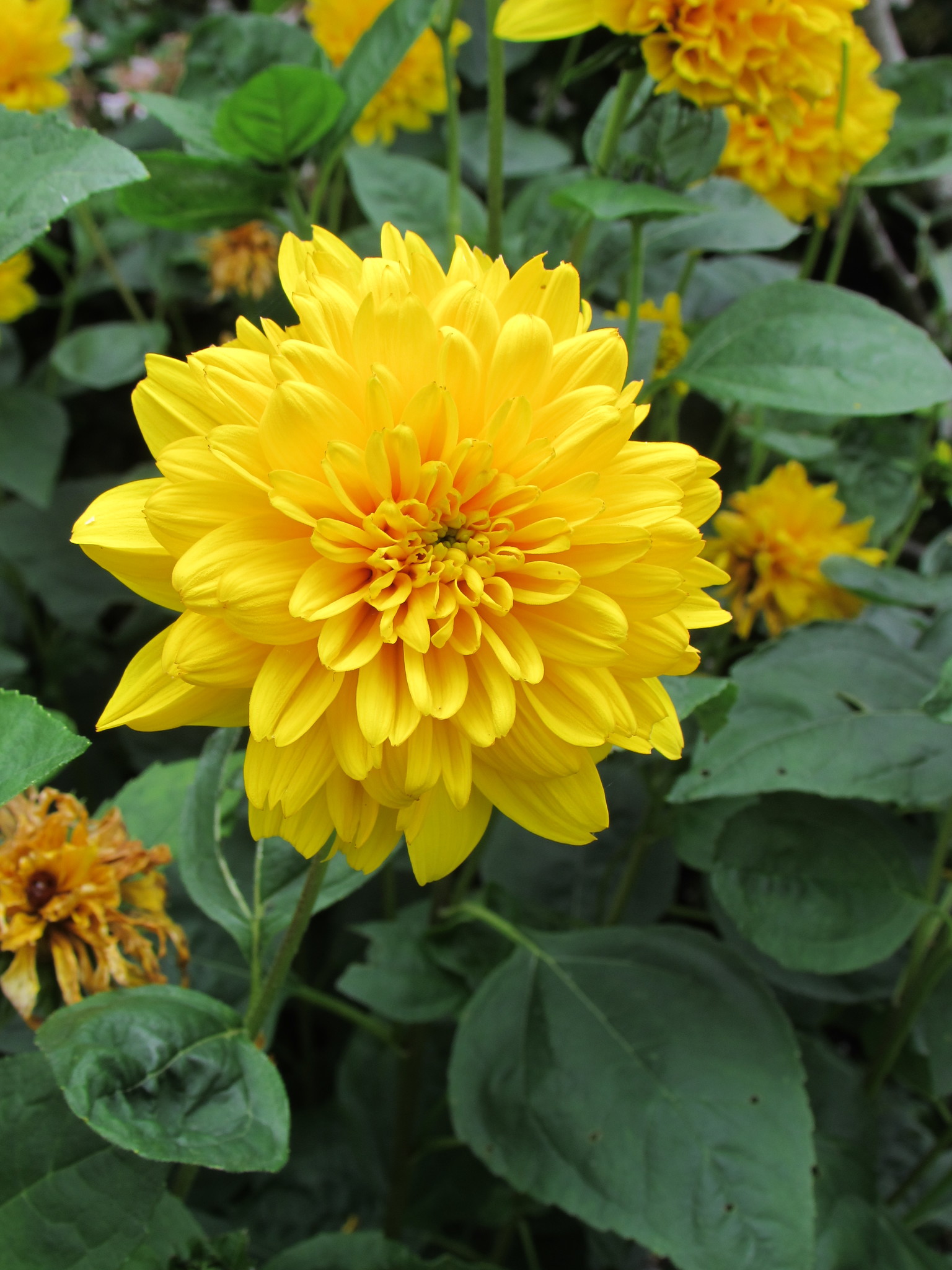 Helianthus X multiflorus
