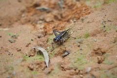 Teleogryllus mitratus