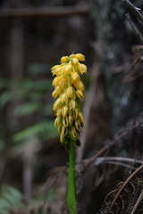 Calanthe ventilabrum