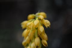 Calanthe ventilabrum