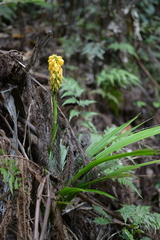 Calanthe ventilabrum