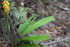 Calanthe ventilabrum