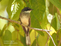 Rhipidura rufiventris isura