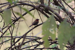 Hypargos niveoguttatus