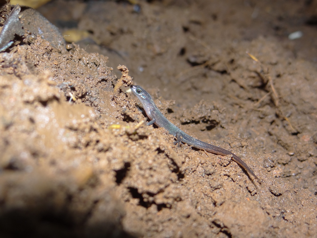 Beddome's Cat Skink