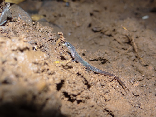 Beddome's Cat Skink
