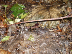 Pelobates vespertinus