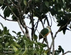 Ptilinopus regina xanthogaster