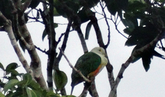 Ptilinopus regina xanthogaster