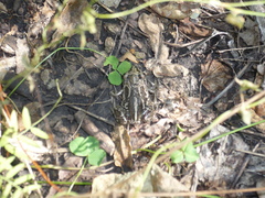 Pelobates vespertinus