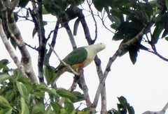 Ptilinopus regina xanthogaster