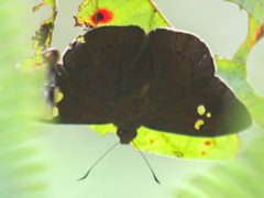 Capila phanaeus falta
