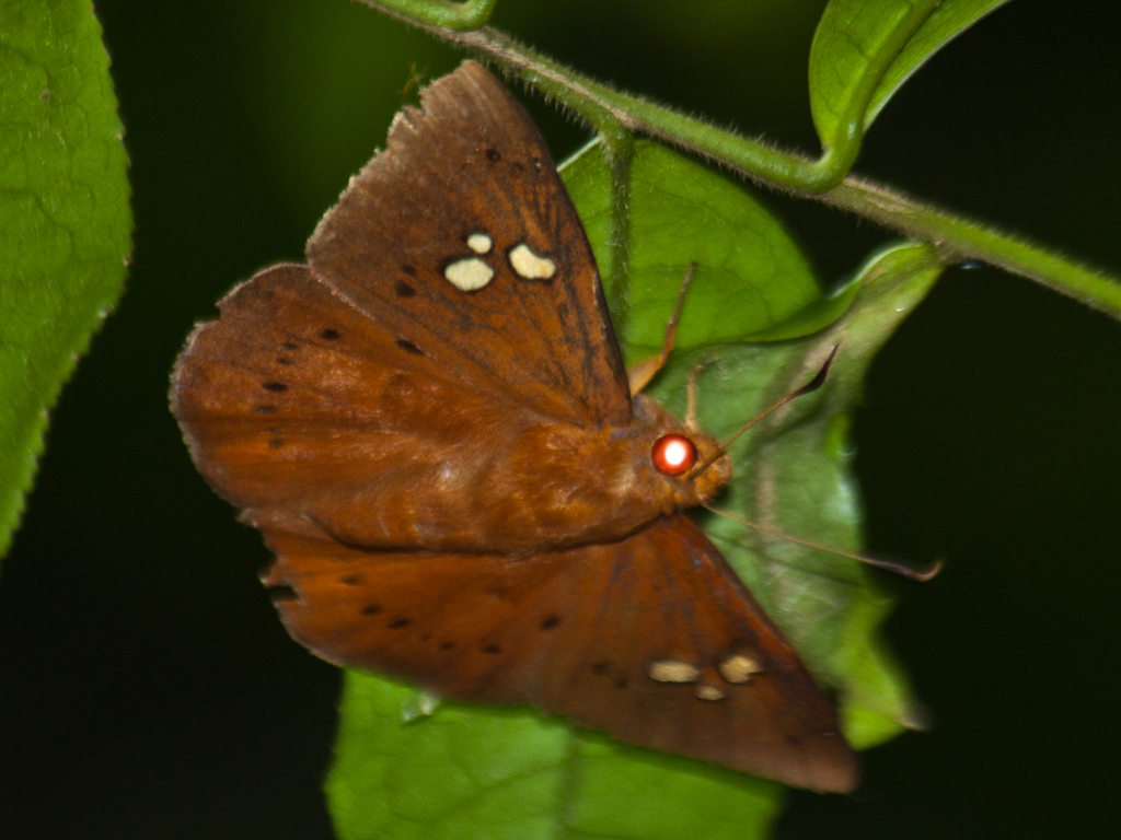 Fulvous Dawnfly