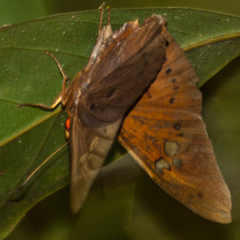 Capila phanaeus falta