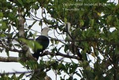 Ducula concinna