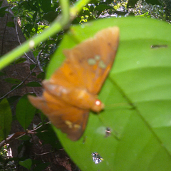 Capila phanaeus falta