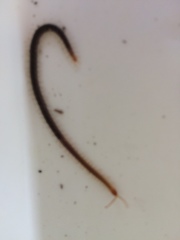 Phyllodocidae