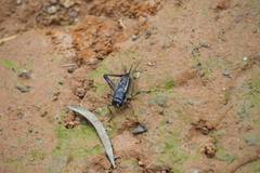 Teleogryllus mitratus