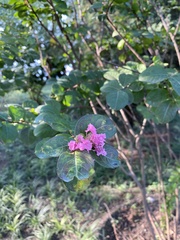 Lagerstroemia indica