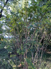 Lagerstroemia indica