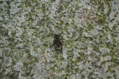 Teleogryllus mitratus