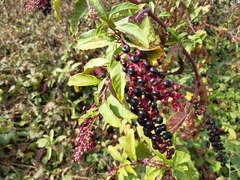 Phytolacca americana