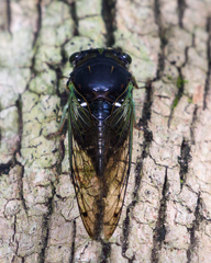 Neotibicen tibicen tibicen