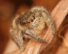 Phidippus olympus