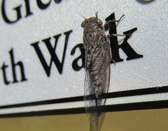 Atrapsalta encaustica