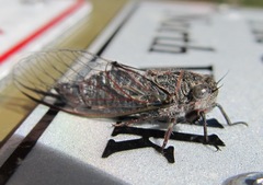 Atrapsalta encaustica