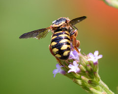 Dianthidium curvatum